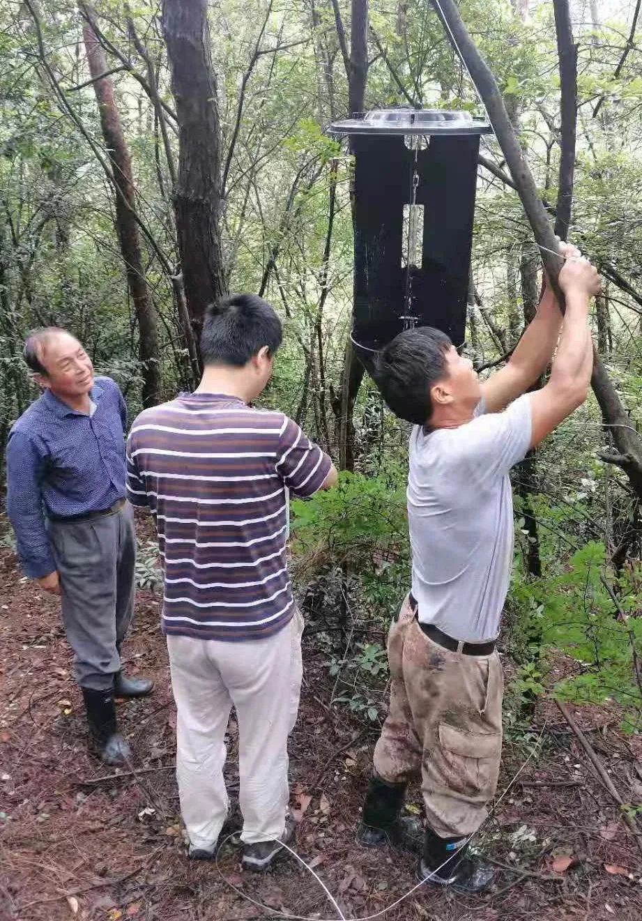 Our company's representative instructs workers to hang traps